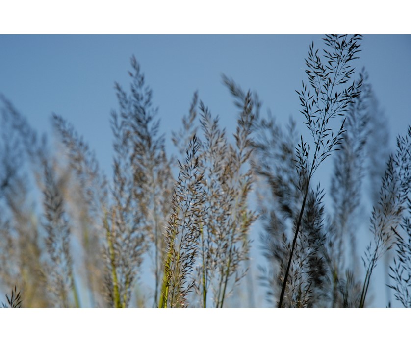Korean Feather Reed Grass